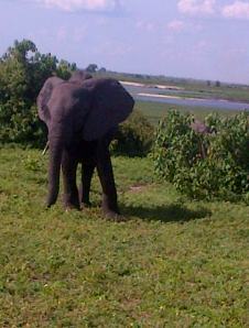 Elephant on the Olifant Loop towards Letaba camp, Kruger National Park