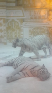 White tiger exhibition-Phuket Fantasea